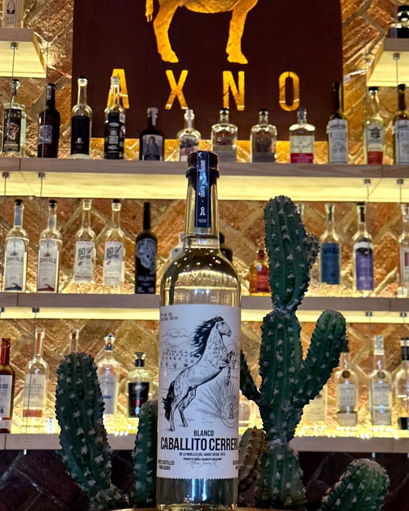 Caballito Cerrero Chato 50